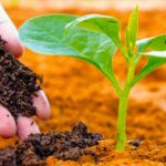 ¿Que es la agricultura orgánica sostenible ?